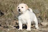 LABRADOR 617